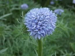 Image result for Hydrophyllaceae