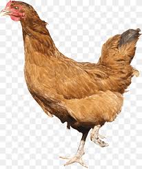 Someone asked me recently, what, exactly, is a rock cornish game hen? Leghorn Chicken Plymouth Rock Chicken Cornish Chicken Kadaknath Hahnchenschenkel Schnabel Vogel Hahnchen Png Pngwing