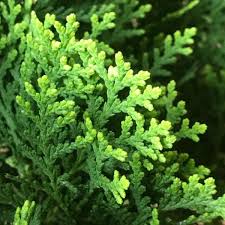 Image result for Alafia orientalis