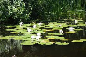 Opera lirică este opera literară care aparţine genului liric scrisă în versuri, în care autorul îşi exprimă în mod direct. Am VÄƒzut Lacul Lui Eminescu Pe Care Poetul Nu L A VÄƒzut NiciodatÄƒ Efoartebine Ro