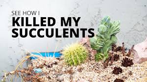 Heres what you get in this cant touch this cactus sublimation clipart graphic: Succulent Sunburn And Too Much Heat Succulents And Sunshine