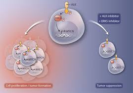 Image result for ALK Inhibitor