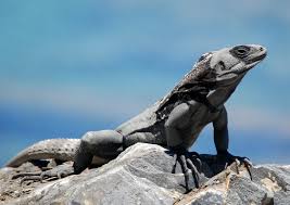 Nervous and flighty, they do not make very good pets as a rule. Ctenosaura Melanosterna Wikipedia