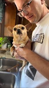 Can I give my chi honey to soothe a bee sting?