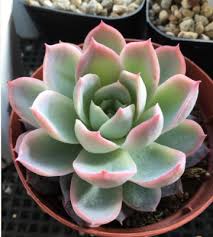 秋は多肉も美しく紅葉する季節 赤やピンク 紫色に染まる多肉植物10選 コラム 緑のgoo