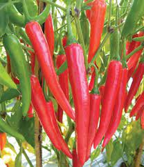 Cara pindah tanam yg cepat dn gk stes d lahan. Cara Menanam Cabe Merah Yang Baik Dan Benar Bibitbunga Com