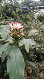 Image result for Costus afer