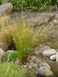 Image result for Juncus