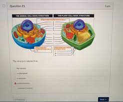 Inside, it contains the protoplast. Question 21 3 Pts The Plant Cell Basic Structure The Chegg Com