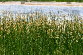 Image result for Schoenoplectus muricinux