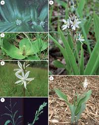 Image result for Chlorophytum macrosporum