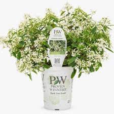 Proven winners flowering shrubs are bred, tested, and selected to bring you more success with less effort. Sneak Peek At Proven Winners 2020 Collection