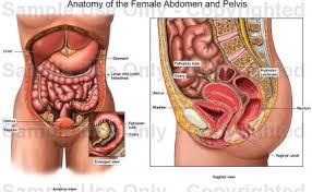 We're going to take apart a plastic anatomy model and see what we can find in the abdomen. Anatomy Of The Female Abdomen And Pelvis Medical Illustration Human Anatomy Drawing Anatomy Illustration
