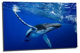 Nichecanvas.com is the number one store to improve your home decor. Humpback Whale Wall Art Metal Print Hd Aluminum Print Wall Art Canvas Quest