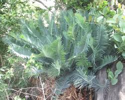 Image result for Encephalartos schmitzii