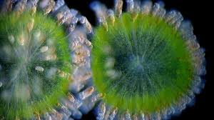 Image result for Lobelia pteropoda