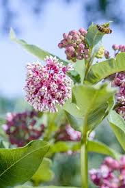 Swamp Milkweed Butterfly Garden Plants Swamp Milkweed Milkweed Plant