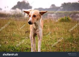 Nature Monsoon Background Grass Greenery Innocent Animal Wildlife Dog Ad Ad Background Grass Nature Monsoon In 2020 Nature Background Stock Photos