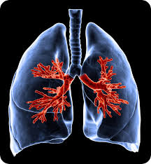 The anatomy of the respiratory system appears simple but it is built to facilitate the elegant process of gas exchange between cells. Respiratory System Organs Read Biology Ck 12 Foundation