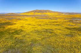 Maybe you would like to learn more about one of these? Everything You Need To Know Before Heading To The Antelope Valley Poppy Reserve