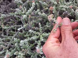 Image result for Plecostachys