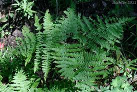Image result for Pteridium aquilinum