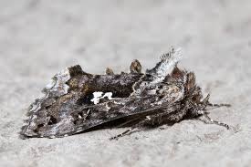 Image result for Syngrapha interrogationis