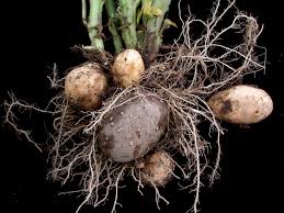 Image result for Solanum tuberosum