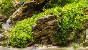 Image result for Centrostachys aquatica