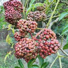 Image result for Vitaceae