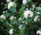 Image result for Carissa bispinosa