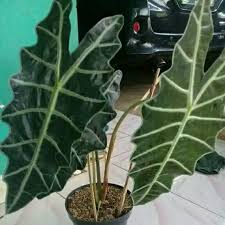 Taman depan sederhana di teras rumah; Tanaman Hias Depan Rumah Tengkorak Amazon Shopee Indonesia