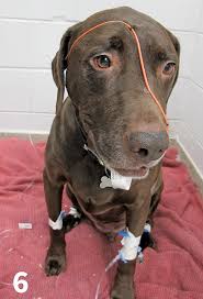 Canine nasal mites is a condition where dogs contract a specific type of microscopic mite that lives within their nasal passages and sinus cavities. Oxygen Therapy Clinician S Brief