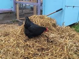 Outdoor kitchen islands backyard chickens salmonella symptoms. Backyard Poultry Salmonella The Cape Coop