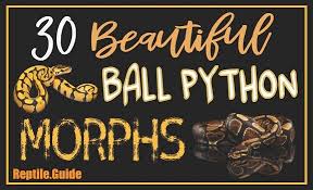 30 beautiful ball python morphs colors with pictures