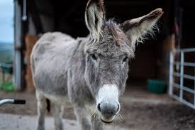 Wie füttert man einen esel katso ilmaiseksi elokuvia. Der Esel 10 Faszinierende Fakten Uber Esel Peta Deutschland E V
