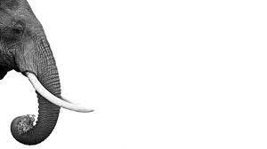 Black And White Elephant Wall Pictures Elephant 1766 X 768 Elephant Black And White Elephant Photography Elephant Poster