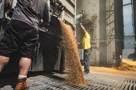 The long green stalks are one of michigan's first crops to appear in the spring. Michigan Agricultural Commodities Offers Matching Gift Of Grain Program Growing Hope Globally