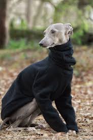 Black And White Italian Greyhound Puppy Pin By K Dills On Dogs Whippet Dog Italian Greyhound Clothes Greyhound Puppy