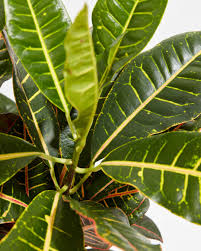 Image result for Croton kilwae