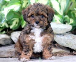 Check out our breed information page! Yorkiechon Puppies For Sale Puppy Adoption Keystone Puppies