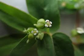 Image result for Euphorbia hyssopifolia