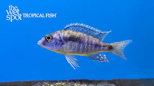 Image result for Otoptera