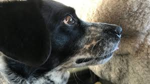 Shop chewy's sizzling summer savings for up to 40% off beds, litter, leashes & more. Dogs Get Second Chance At Life Thanks To Local Pilot Wlos