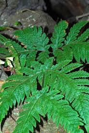 Image result for Tectaria fernandensis