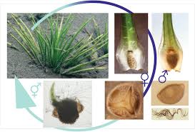 Image result for Isoetes