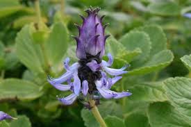 Image result for Coleus caninus