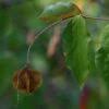 Image result for Combretum celastroides