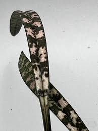 Image result for Oeceoclades decaryana