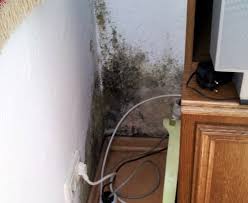 Man sollte einen schimmelpilz nicht als pflanze sehen. Schimmel Hinterm Schrank Was Tun